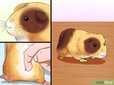 Imagen titulada Buy a Guinea Pig Step 11