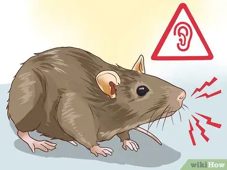 Imagen titulada Cope With the Sound of Rats at Night Step 5