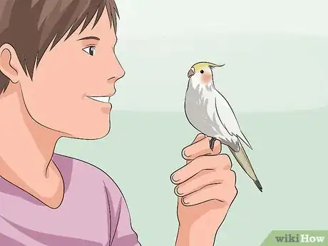 Imagen titulada Train a Cockatiel to Talk Step 1