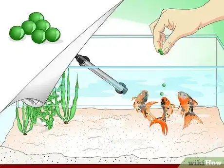 Imagen titulada Save a Dying Goldfish Step 9