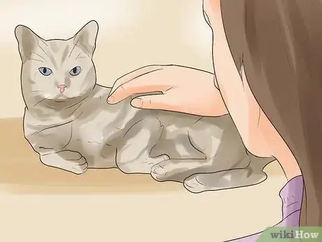 Imagen titulada Know if Your Cat Is Dying Step 1