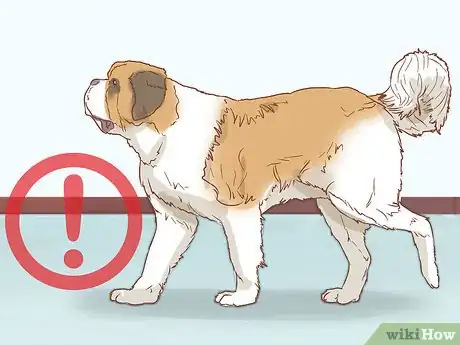 Imagen titulada Care for a Saint Bernard Step 13