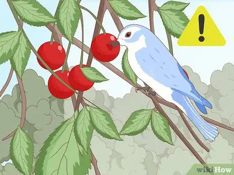 Imagen titulada Plant Cherry Seeds Step 23