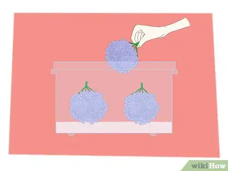 Imagen titulada Dry Hydrangeas Step 4