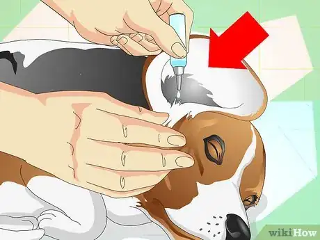 Imagen titulada Heal Ear Infections in Dogs Step 3