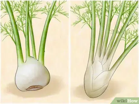 Imagen titulada Grow Fennel Step 1