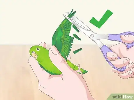 Imagen titulada Interact with Your Parrotlet Step 9