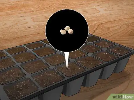 Imagen titulada Grow Jalapenos in a Pot Step 12