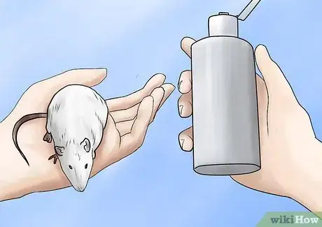 Imagen titulada Bathe Your Pet Rat Step 4