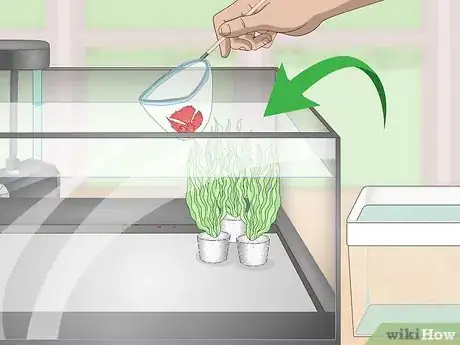 Imagen titulada Selectively Breed Betta Fish Step 13