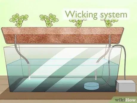 Imagen titulada Grow Hydroponic Strawberries Step 1