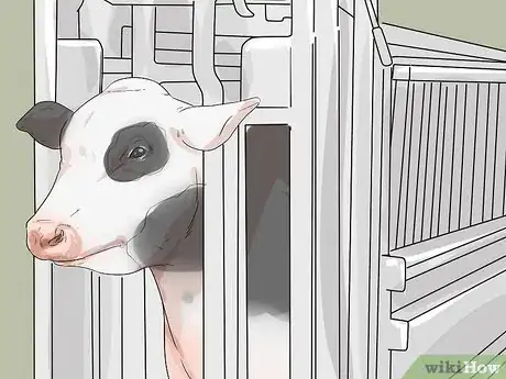 Imagen titulada Tell if a Cow or Heifer Is Pregnant Step 5