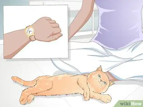 Imagen titulada Teach Your Cat to Give a Handshake Step 3