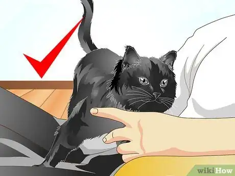 Imagen titulada Teach Your Cat to Talk Step 4