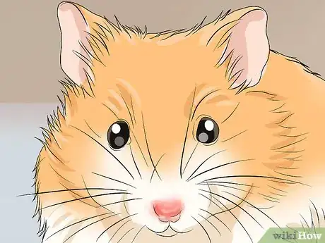 Imagen titulada Spot Illness in Hamsters Step 7