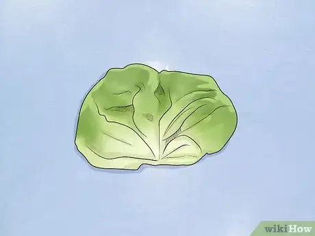 Imagen titulada Harvest Buttercrunch Lettuce Step 4