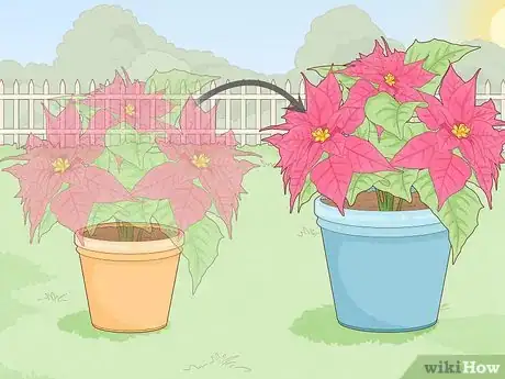 Imagen titulada Revive a Dying Poinsettia Step 10