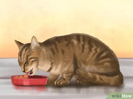 Imagen titulada Put Your Cat on a Diet Step 3