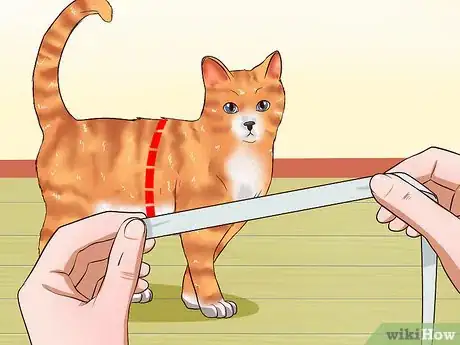 Imagen titulada Leash Train a Cat Step 1