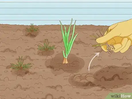 Imagen titulada Grow Winter Onions Step 10