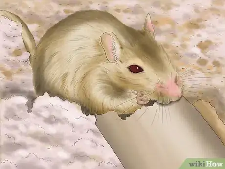 Imagen titulada Make Your Gerbil Happy Step 8