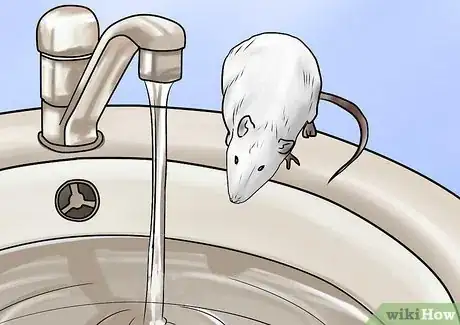 Imagen titulada Bathe Your Pet Rat Step 1