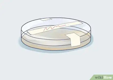 Imagen titulada Grow Bacteria in a Petri Dish Step 5