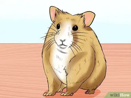 Imagen titulada Diagnose and Treat a Dehydrated Hamster Step 2