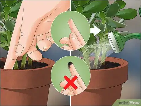 Imagen titulada Get Rid of Gnats Step 11