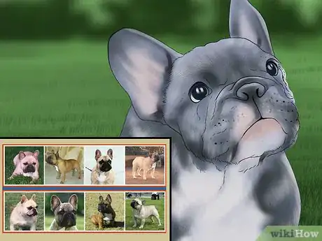 Imagen titulada Breed French Bulldogs Step 13