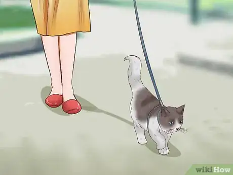 Imagen titulada Leash Train a Cat Step 8