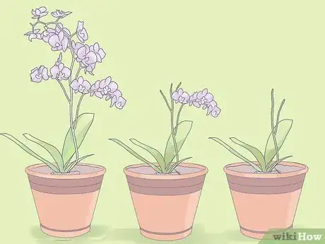 Imagen titulada Care for Mini Orchids Step 13