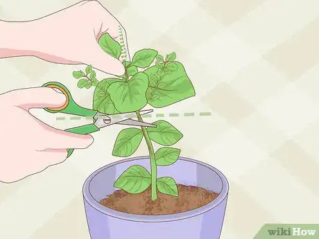 Imagen titulada Grow Basil Indoors Step 18