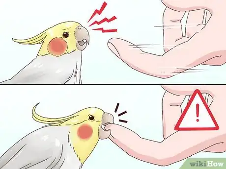 Imagen titulada Stop Your Cockatiel from Biting Step 3