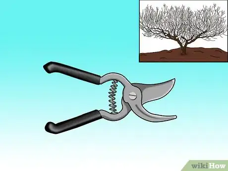 Imagen titulada Prune a Peach Tree Step 3