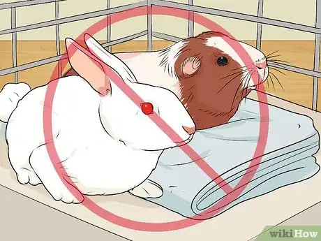 Imagen titulada Care for a Guinea Pig with Pneumonia Step 20