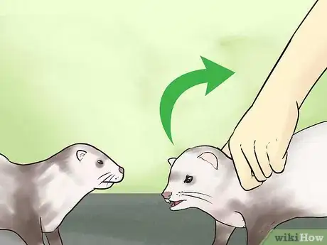 Imagen titulada Introduce a New Ferret to an Old One Step 10