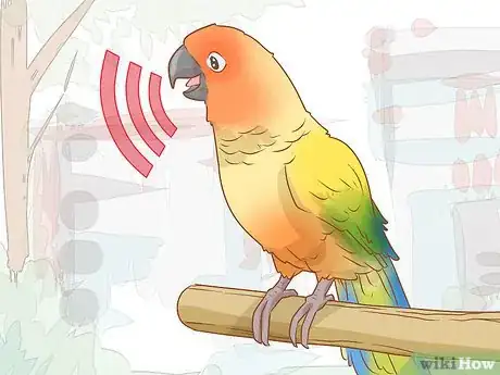 Imagen titulada Know if a Conure Is Right for You Step 12