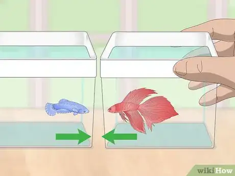 Imagen titulada Selectively Breed Betta Fish Step 12