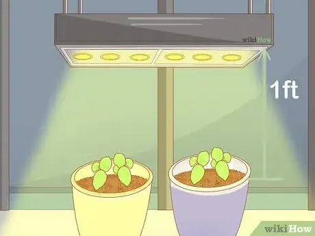 Imagen titulada Grow Basil Indoors Step 10