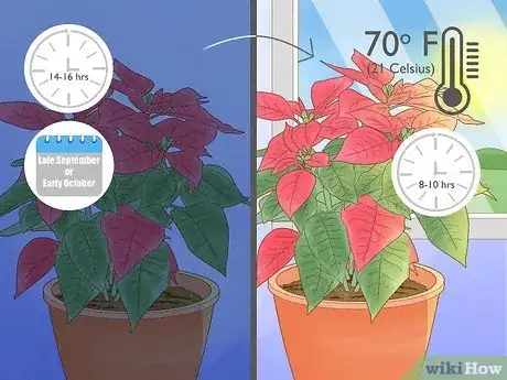 Imagen titulada Grow Poinsettia Step 16