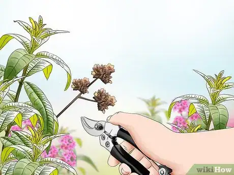 Imagen titulada Prune Verbena Step 11