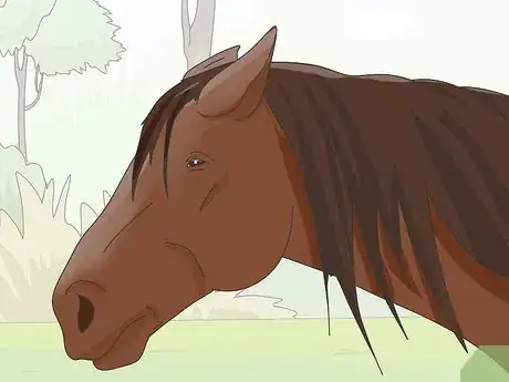 Imagen titulada Teach Your Horse to Stop Biting Step 2