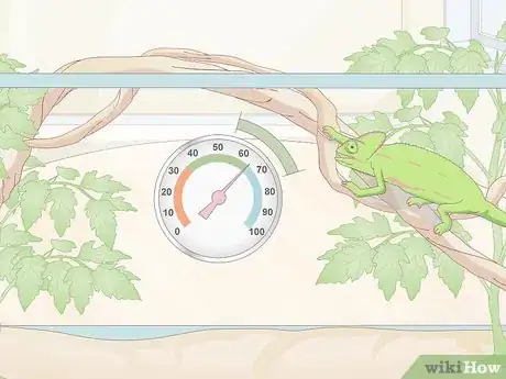 Imagen titulada Take Care of a Chameleon Step 13