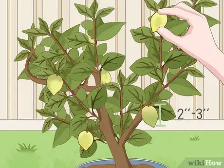 Imagen titulada Care for a Lemon Tree Step 11