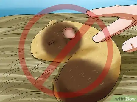 Imagen titulada Get Your Guinea Pig to Stop Biting You Step 10