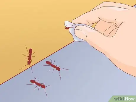 Imagen titulada Keep Ants out of Honey Step 9