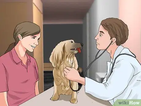 Imagen titulada Treat Ear Infections in Cocker Spaniels Step 5