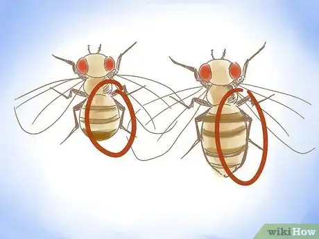 Imagen titulada Distinguish Between Male and Female Fruit Flies Step 2