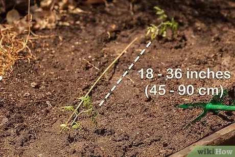 Imagen titulada Grow a Tomato Plant Step 7